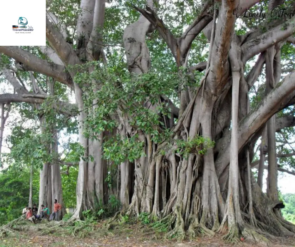 Banyan Tree (More then Hundred Years Old)